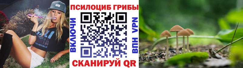 где купить   Армянск  Псилоцибиновые грибы Psilocybe 